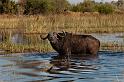 106 Okavango Delta, buffel